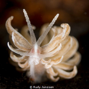 Phyllodesium Serratum by Rudy Janssen 